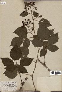 spécimen de Rubus foliosus