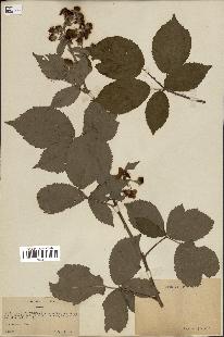 spécimen de Rubus foliosus