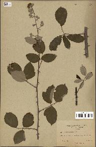 spécimen de Rubus gilloti