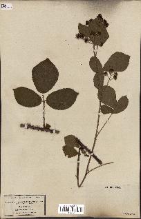 spécimen de Rubus glandulosus