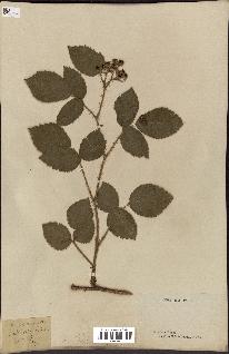 spécimen de Rubus glandulosus