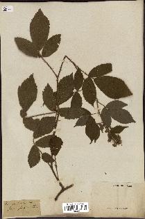 spécimen de Rubus glandulosus