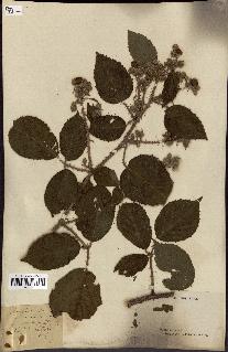 spécimen de Rubus glandulosus