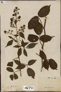 spécimen de Rubus glandulosus