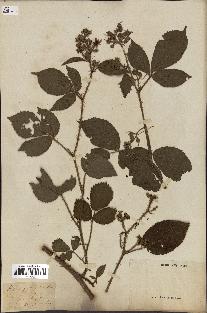 spécimen de Rubus glandulosus