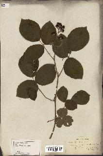 spécimen de Rubus glandulosus