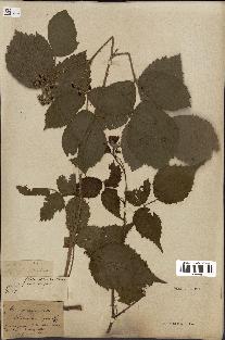 spécimen de Rubus glandulosus