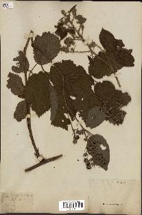 spécimen de Rubus glandulosus