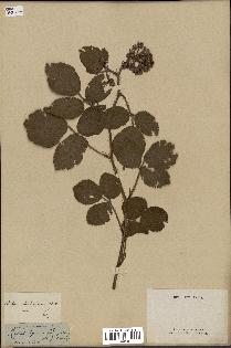 spécimen de Rubus glandulosus