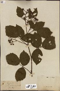 spécimen de Rubus glandulosus