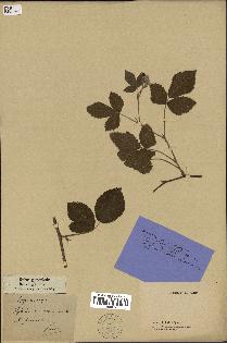 spécimen de Rubus glandulosus