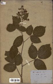 spécimen de Rubus glandulosus