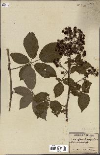 spécimen de Rubus glandulosus