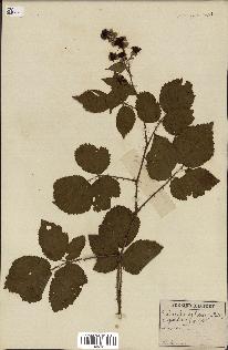 spécimen de Rubus glandulosus