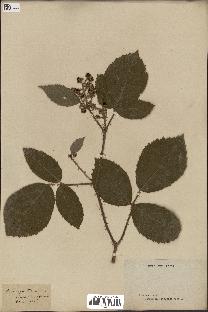 spécimen de Rubus glandulosus