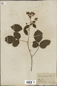 spécimen de Rubus glandulosus