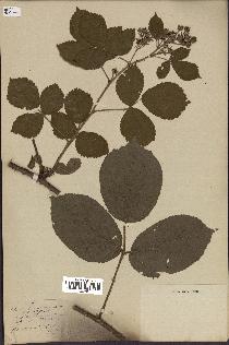 spécimen de Rubus geromensis