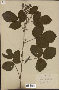 spécimen de Rubus geromensis