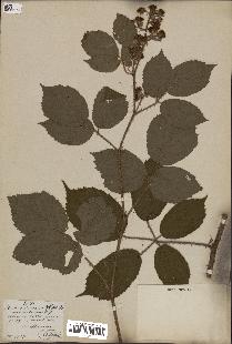 spécimen de Rubus fuscus