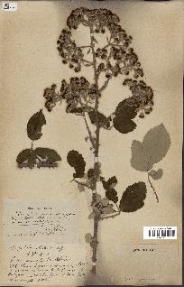 spécimen de Rubus fruticosus