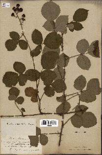 spécimen de Rubus fruticosus