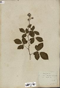 spécimen de Rubus fruticosus