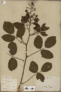 spécimen de Rubus fruticosus