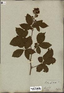 spécimen de Rubus fruticosus