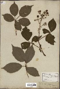 spécimen de Rubus fruticosus