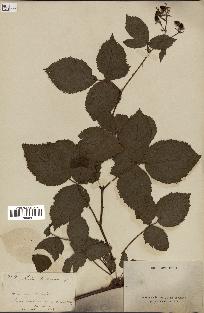 spécimen de Rubus fruticosus