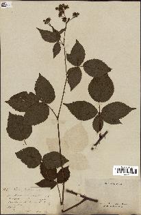 spécimen de Rubus fruticosus