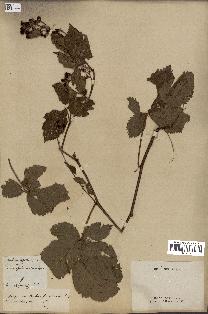 spécimen de Rubus fruticosus