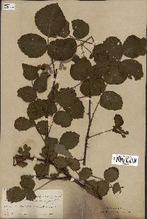 spécimen de Rubus fruticosus