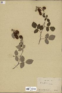 spécimen de Rubus fruticosus