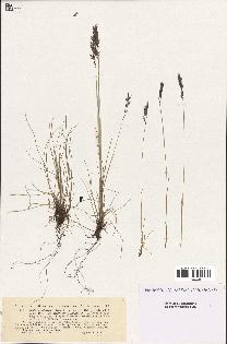 spécimen de Festuca violacea