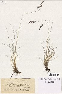 spécimen de Festuca violacea