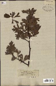 spécimen de Crataegus azarolus
