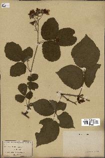 spécimen de Rubus caesius x radula