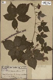 spécimen de Rubus caesius x radula