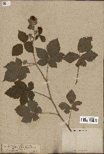 spécimen de Rubus caesius x radula