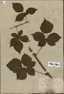 spécimen de Rubus caesius x radula