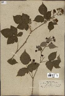 spécimen de Rubus caesius x radula