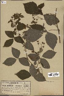 spécimen de Rubus candicans