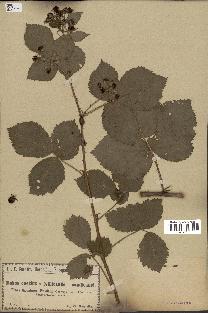 spécimen de Rubus caesius