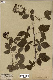 spécimen de Rubus caesius x villicaulis