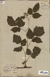 spécimen de Rubus caesius x idaeus