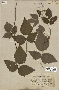 spécimen de Rubus caesius x idaeus