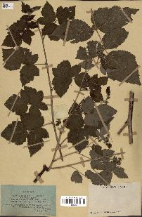 spécimen de Rubus caesius x idaeus