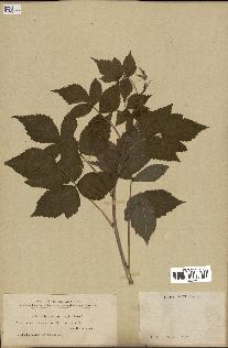 spécimen de Rubus caesius x idaeus