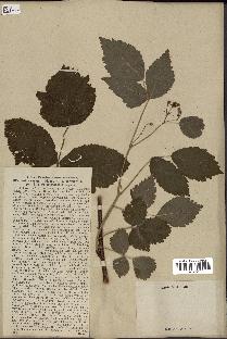 spécimen de Rubus caesius x idaeus